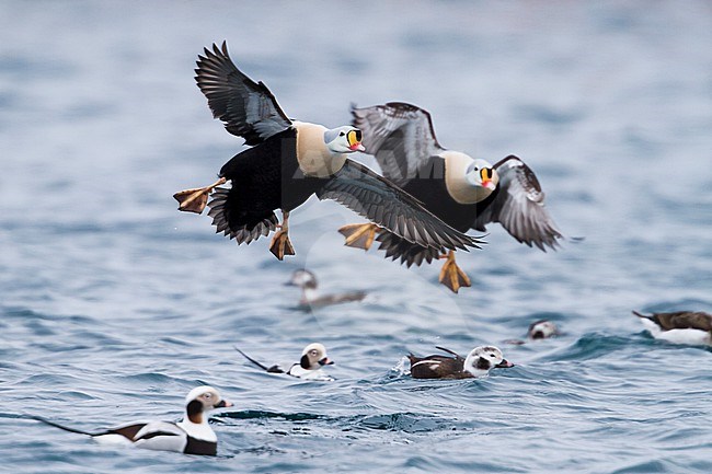 King Eider - Prachteiderente - Somateria spectabilis, Norway, adult male stock-image by Agami/Ralph Martin,