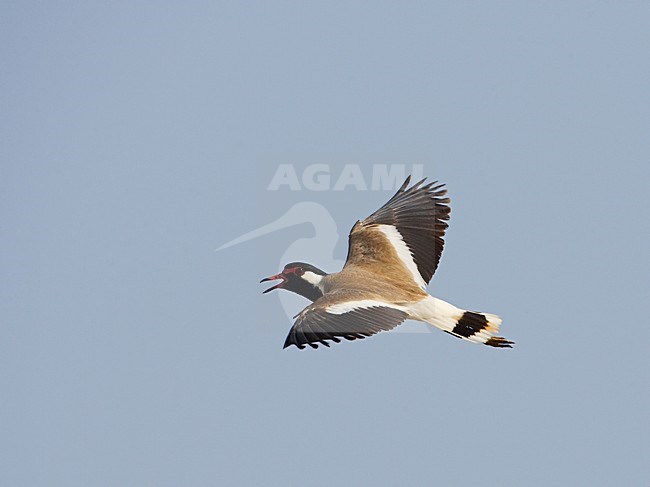 Indische Kievit in vlucht; Red-wattled Plover in flight stock-image by Agami/Markus Varesvuo,