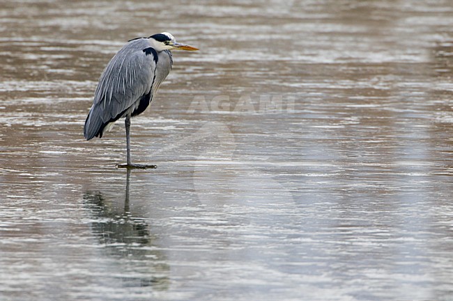 Blauwe Reiger staand op het ijs; Grey Heron standing on ice stock-image by Agami/Daniele Occhiato,
