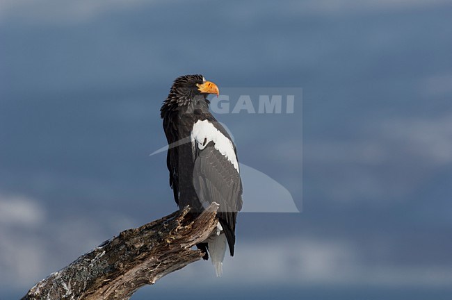 Volwassen Steller-zeearend, Adult Stellers Sea-eagle stock-image by Agami/Sergey Gorshkov,
