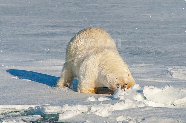 Adult Polar Bear (Ursus maritimus) trying to hide behind in plain sight some snow on the north pole. Spitsbergen, arctic Norway. stock-image by Agami/Marc Guyt,