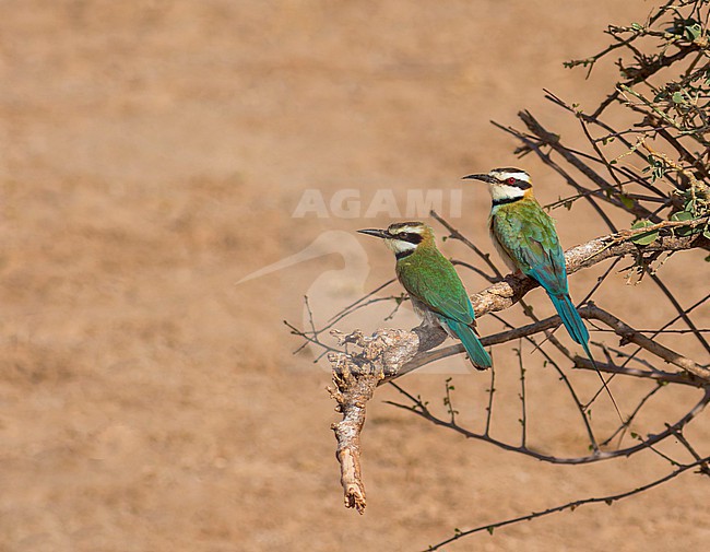 Immature (left) and adult White-throated bee-eater, Merops albicollis, perched. stock-image by Agami/Yoav Perlman,