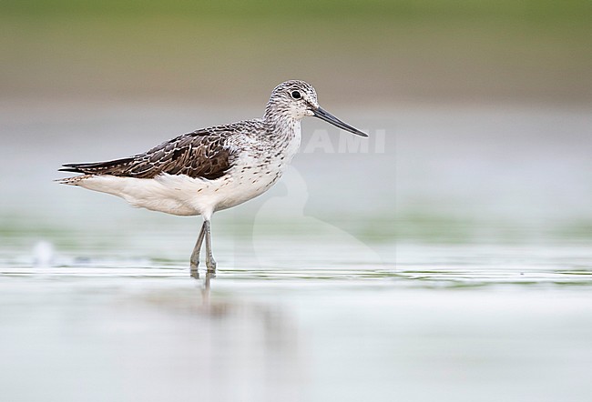 Common Greenshank - Grünschenkel - Tringa nebularia, Germany, adult stock-image by Agami/Ralph Martin,