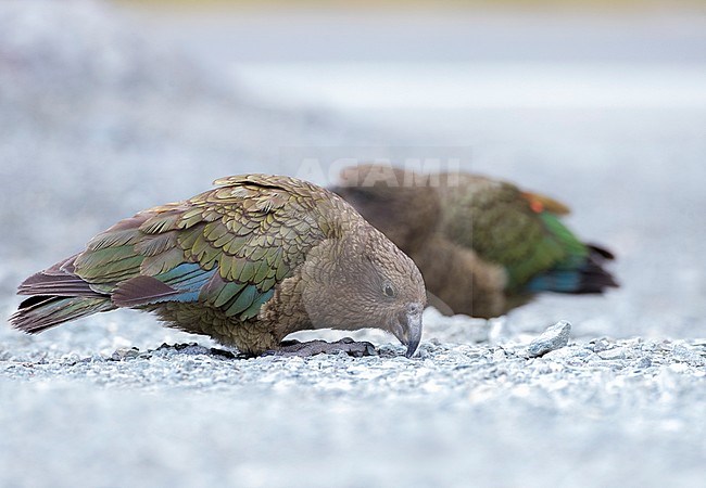 Two Kea’s (Nestor notabilis) foraging on a car park at the Homer Tunnel on South Island, New Zealand. stock-image by Agami/Marc Guyt,
