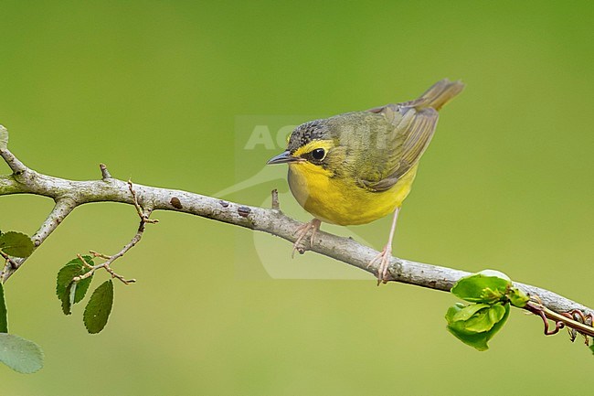 Adult female Kentucky Warbler (Geothlypis formosa) during spring migration at Galveston County, Texas, USA. Perched on a branch. stock-image by Agami/Brian E Small,