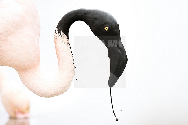 Adult Greater Flamingo (Phoenicopterus roseus) in the Provence, France. Closeup of a bird with its head covered in mud. stock-image by Agami/Ralph Martin,