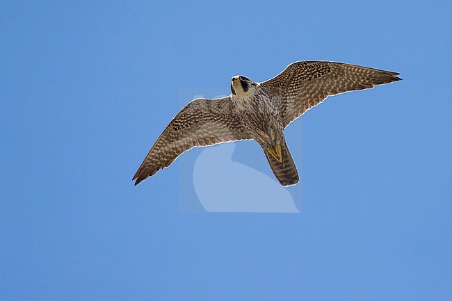 Peregrine Falcon (Falco peregrinus), colour ringed 2cy male flying over stock-image by Agami/Arnold Meijer,
