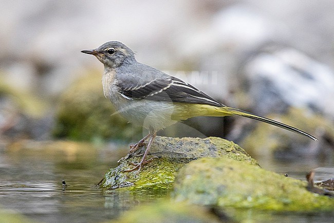 Grey Wagtail (Motacilla cinerea), side view of a juvenile standing on a stone, Campania, Italy stock-image by Agami/Saverio Gatto,