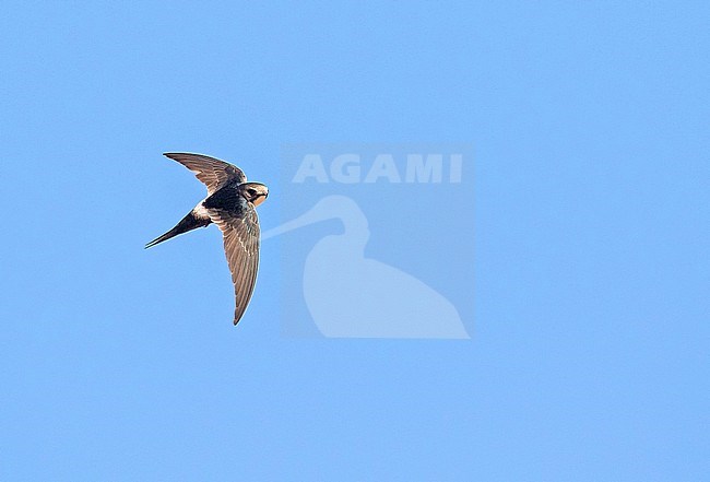 White-rumped Swift (Apus caffer) in South Africa. stock-image by Agami/Pete Morris,