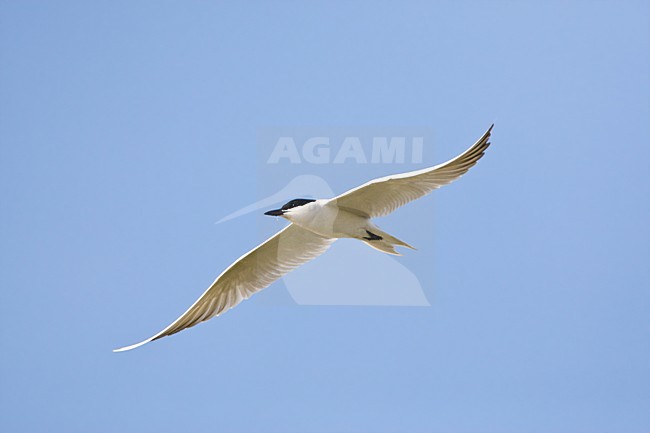 Lachstern; Gull-billed Tern stock-image by Agami/Marc Guyt,