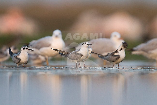 White-winged Tern - Weissflügel-Seeschwalbe - Chlidonias leucopterus, Oman stock-image by Agami/Ralph Martin,