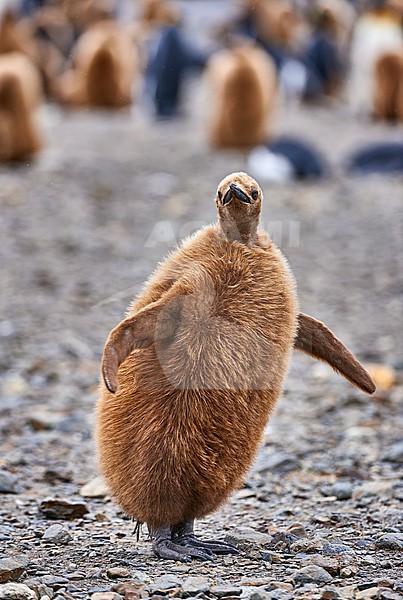 Young King Penguin (Aptenodytes patagonicus) aka oakum boy, South Georgia stock-image by Agami/Tomas Grim,