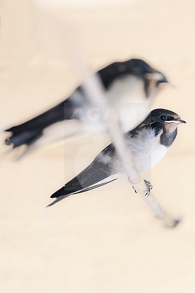 Immature Barn Swallow,s stock-image by Agami/Wil Leurs,
