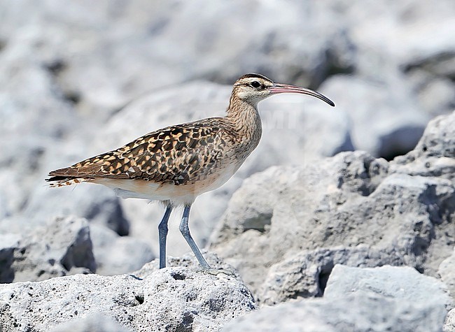 Bristle-thighed Curlew (Numenius tahitiensis) at Tekokota - Tuamotu archipelago - French Polynesia. stock-image by Agami/Aurélien Audevard,