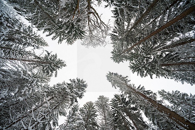 Low angle view of trees in Bavarian Forest National Park. Germany. stock-image by Agami/Sergio Pitamitz,