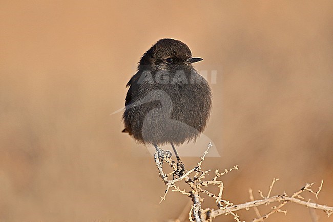 Basalt Wheatear (Oenanthe warriae) in israel. This is an intriguing wheatear from the basalt desert of southern Syria. It winters in Jordan and sometimes in Israel. This species is rare and endangered with only a few hundred birds left. Due to the war in Syria there is no recent information about the breeding grounds. stock-image by Agami/Eduard Sangster,