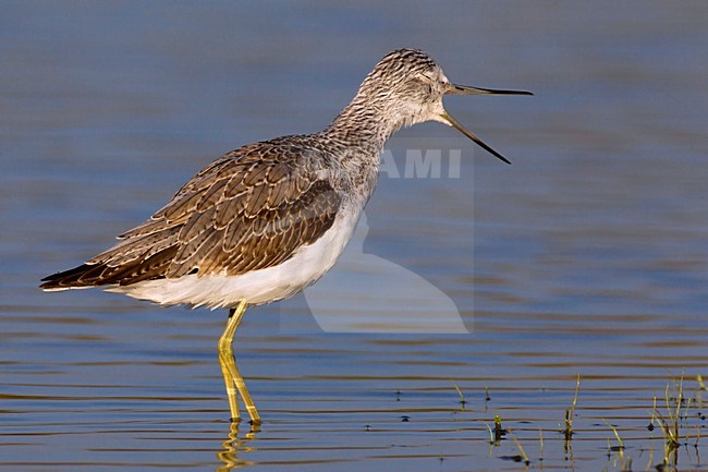 Juveniele Groenpootruiter; Juvenile Common Greenshank stock-image by Agami/Daniele Occhiato,