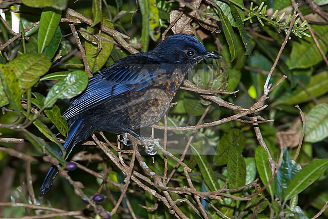 Javan Cochoa (Cochoa azurea) Perched on a branch in Java stock-image by Agami/Dubi Shapiro,
