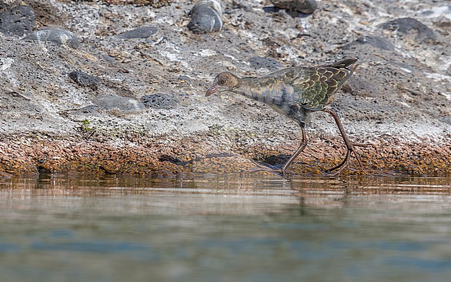 Juvenile Allen's Gallinule (Porphyrio alleni) walking in the sewage pond of Tarrafal, Santiago, Cape Verde. stock-image by Agami/Vincent Legrand,