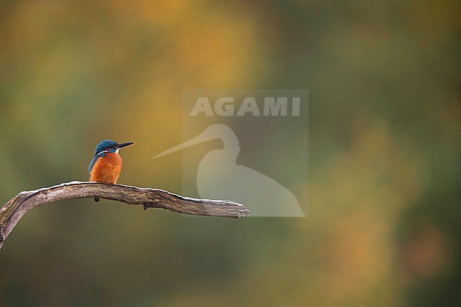 Common Kingfisher, Alcedo atthis, in the Netherlands. Perched on a snow covered branch. stock-image by Agami/Han Bouwmeester,