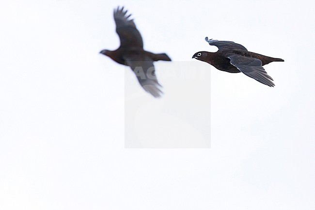 Red Grouse (Lagopus scotica), Great Britain, adult male in flight stock-image by Agami/Ralph Martin,