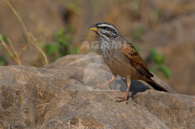 Zigolo di montagna; Mountain Bunting; Emberiza striolata stock-image by Agami/Daniele Occhiato,