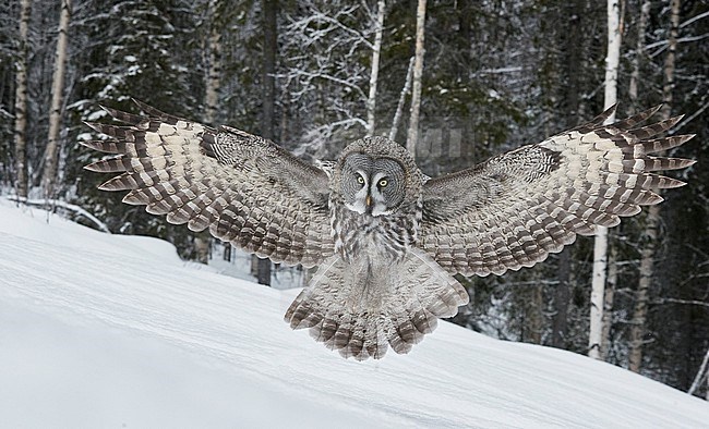 Great Grey Owl (Srix nebulosa) in snow covered taiga forest in northern Finland. stock-image by Agami/Markus Varesvuo,