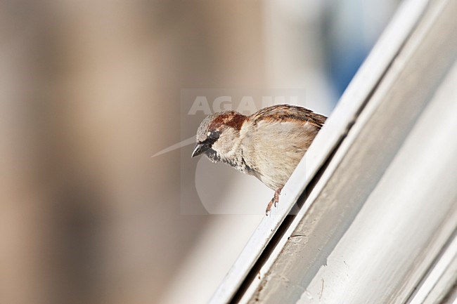 Huismus mannetje zittend op het dak van een huis; House Sparrow male perched on the roof of a house stock-image by Agami/Marc Guyt,