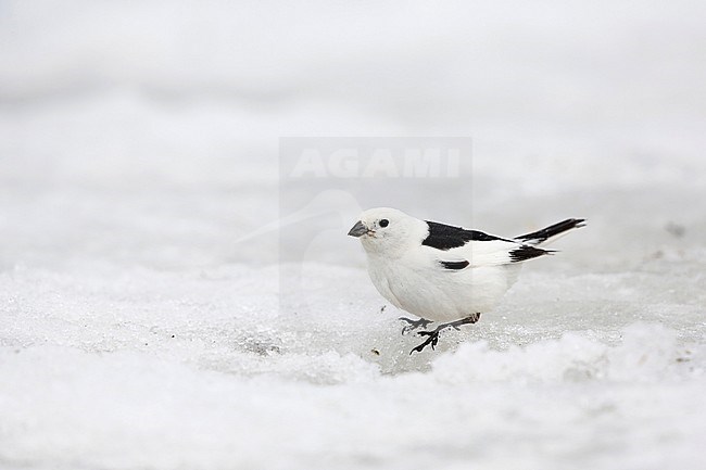 Sneeuwgors in de sneeuw; Snow Bunting in the snow; stock-image by Agami/Chris van Rijswijk,