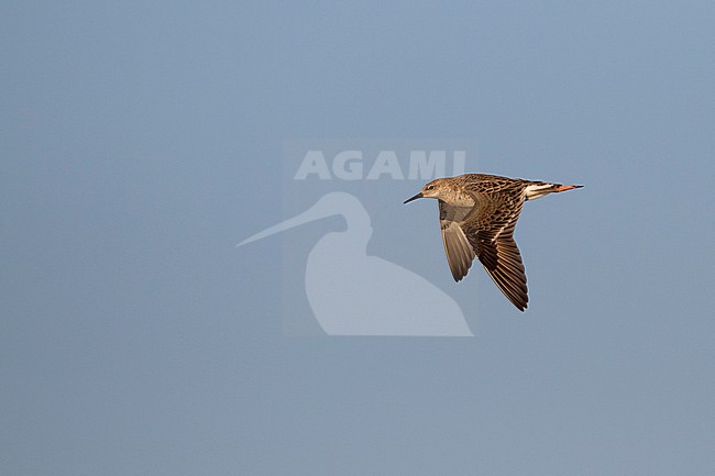Kemphaan, Ruff, Philomachus pugnax, Cyprus, adult, female stock-image by Agami/Ralph Martin,