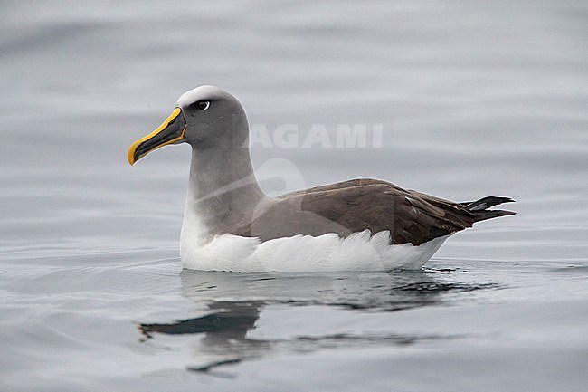 Adult Northern Buller's Albatross (Thalassarche bulleri platei) swimming on the ocean off Chatham Islands, New Zealand. Seen from the side. stock-image by Agami/Marc Guyt,