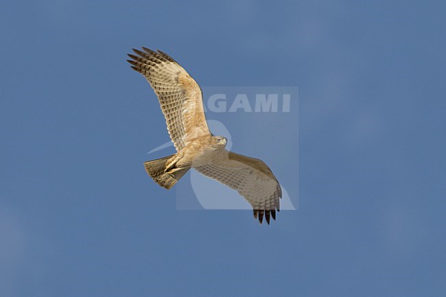Onvolwassen Havikarend in vlucht; Immature Bonelli's Eagle in flight stock-image by Agami/Daniele Occhiato,