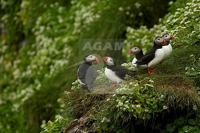 Groep Papegaaiduikers op de broedplaats; Group of Atlantic Puffins on breeding ground stock-image by Agami/Danny Green,