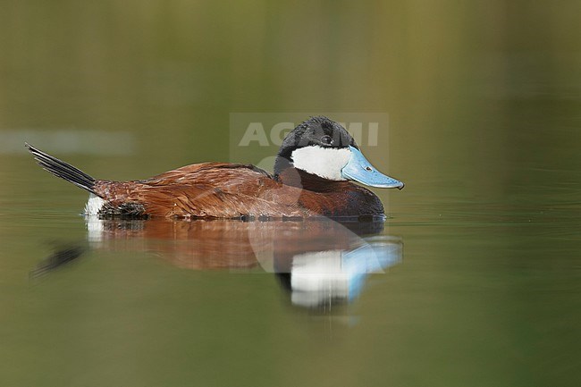 Adult male breeding Ruddy Duck, Oxyura jamaicensis
Kamloops, British Columbia
June 2015 stock-image by Agami/Brian E Small,
