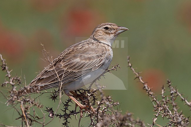 Calandra Lark; Melanocorypha calandra psammochroa stock-image by Agami/Daniele Occhiato,
