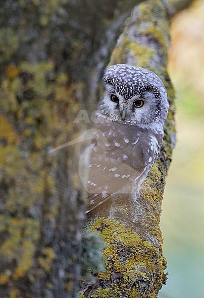 Tengmalm's Owl (Aegolius funereus) in autumn colored forest at Parainen Utö in southern Finland. stock-image by Agami/Markus Varesvuo,