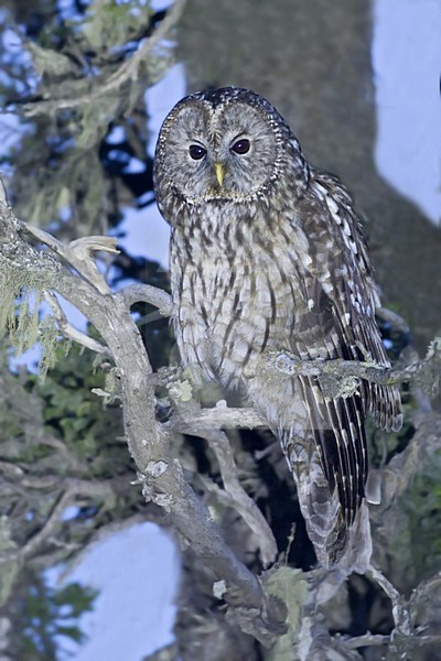 Pater Davids Bosuil, Sichuan Wood-Owl stock-image by Agami/Dubi Shapiro,