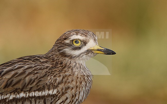 Portrait of adult Eurasian Stone-curlew (Burhinus oedicnemus oedicnemus) at Laguna de Taray, Castilla-La Mancha, Spain stock-image by Agami/Helge Sorensen,