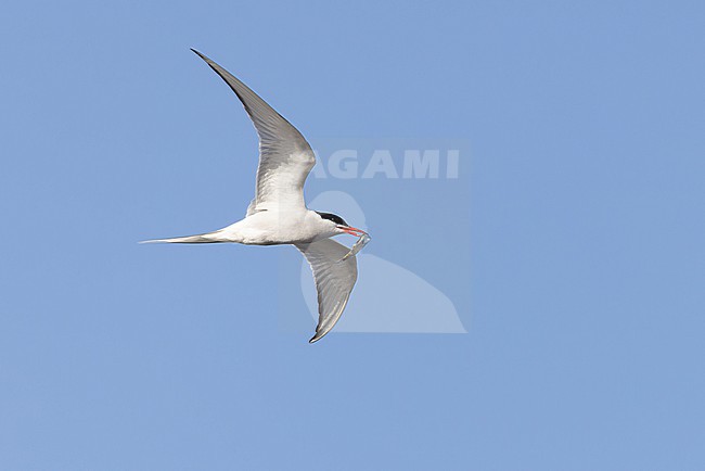 Adult Arctic Tern (Sterna paradisaea) in flight holding a fish crosswise the bill. stock-image by Agami/David Monticelli,