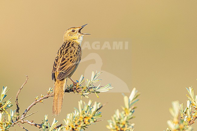  stock-image by Agami/Menno van Duijn,