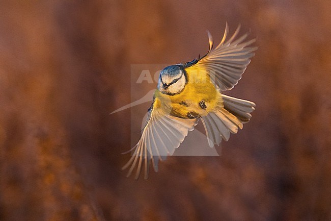 Blue Tit, Cyanistes caeruleus, in Italy. stock-image by Agami/Daniele Occhiato,