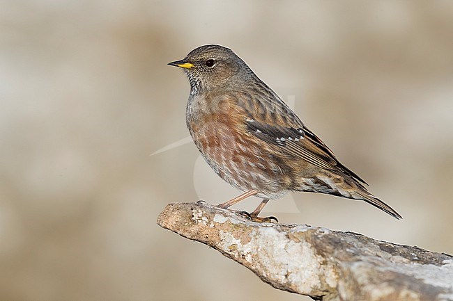 Alpine Accentor (Prunella collaris) perched on a rock in Italy. stock-image by Agami/Daniele Occhiato,