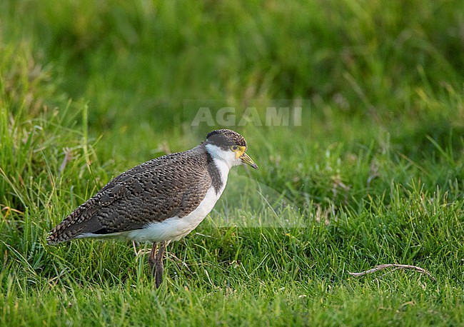 Immature Masked Lapwing (Vanellus miles novaehollandiae) in Tawharanui Regional Park; Tawharanui Peninsula, New Zealand. stock-image by Agami/Marc Guyt,