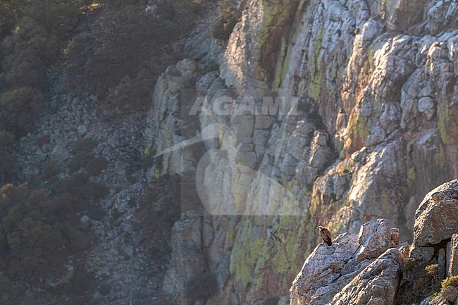 Lone Griffon Vulture (Gyps fulvus) perched on a steep cliff in Monfragüe national park, Extremadura in central Spain. stock-image by Agami/Marc Guyt,