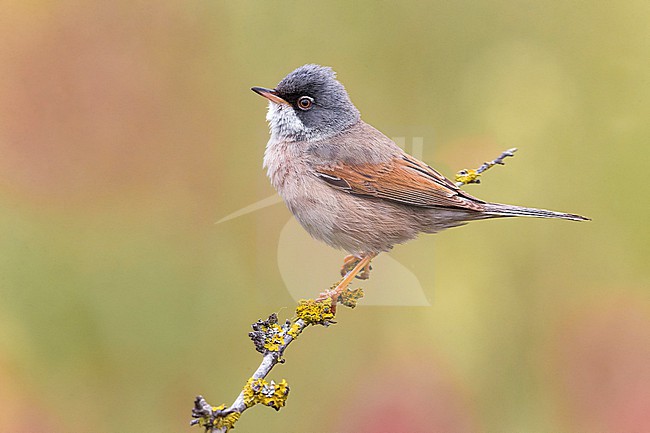 Adult Spectacled Warbler, Sylvia conspicillata, in Italy. stock-image by Agami/Daniele Occhiato,