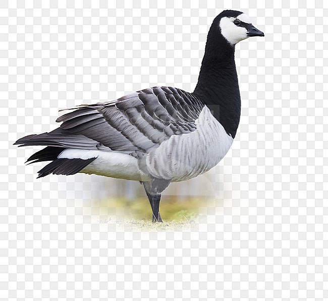 Barnacle Goose (Branta leucopsis), adult standing on the grass stock-image by Agami/Arie Ouwerkerk,