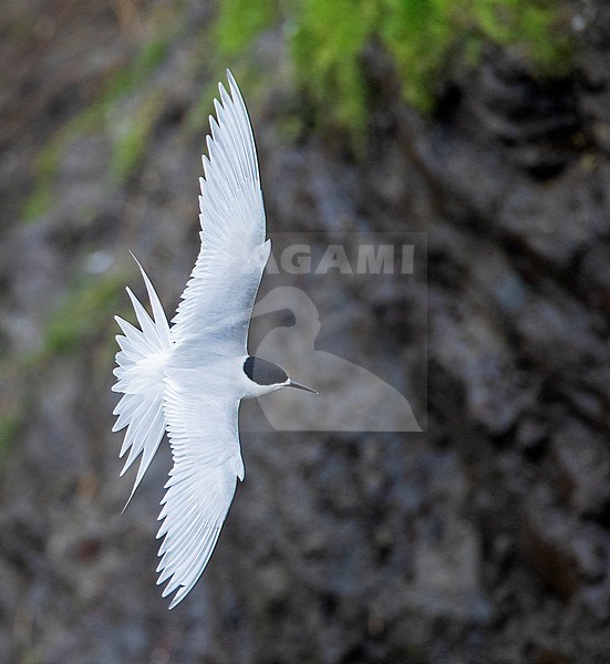 White-fronted Tern (Sterna striata) in New Zealand. in flight, seen from above. stock-image by Agami/Marc Guyt,