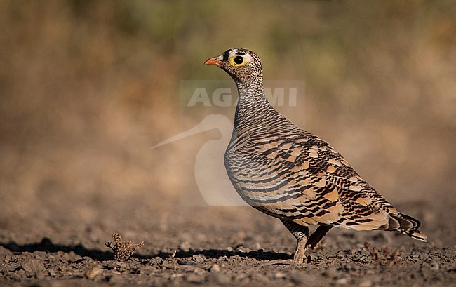 Male Lichtenstein's Sandgrouse (Pterocles lichtensteinii sukensis) in Afar, Ethiopia. stock-image by Agami/Ian Davies,