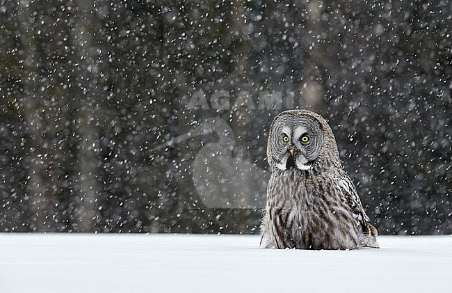 Great Grey Owl (Srix nebulosa) Kuusamo Finland March 2015 stock-image by Agami/Markus Varesvuo,