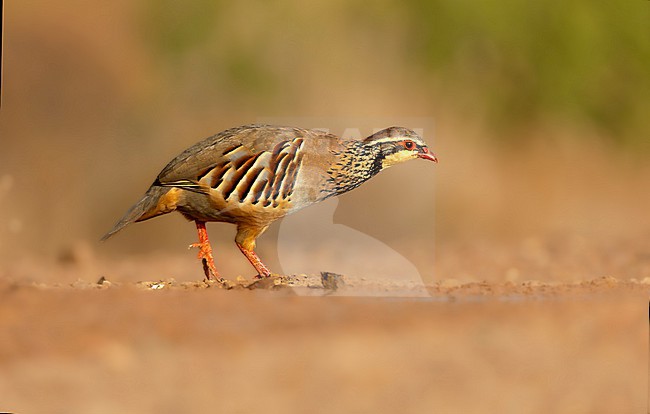 Red-legged partridge; Alectoris rufa stock-image by Agami/Wil Leurs,
